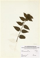 藏品(毛茉莉)的圖片